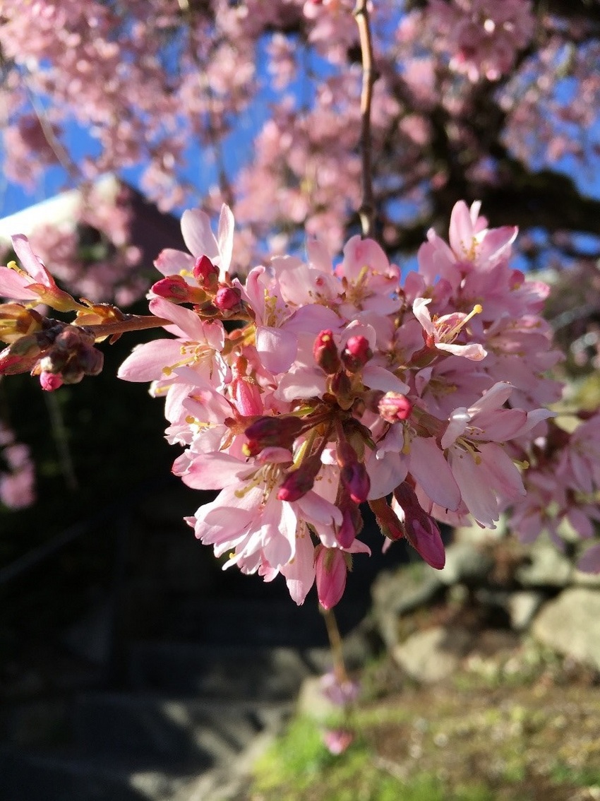 2018年　教育部会　3月報告（詳細は写真をクリック）